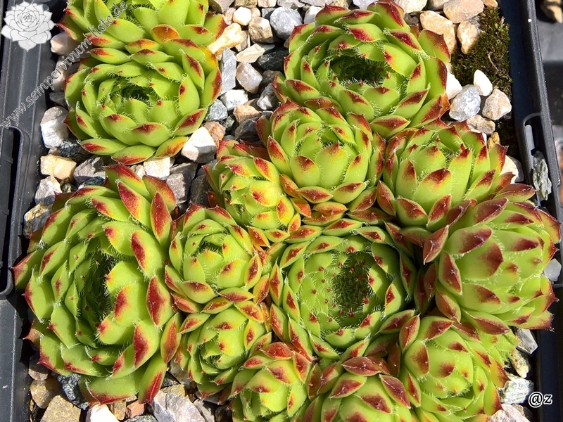 Pheoras