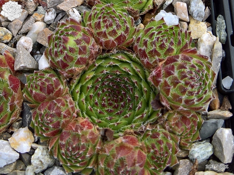 Pheoras