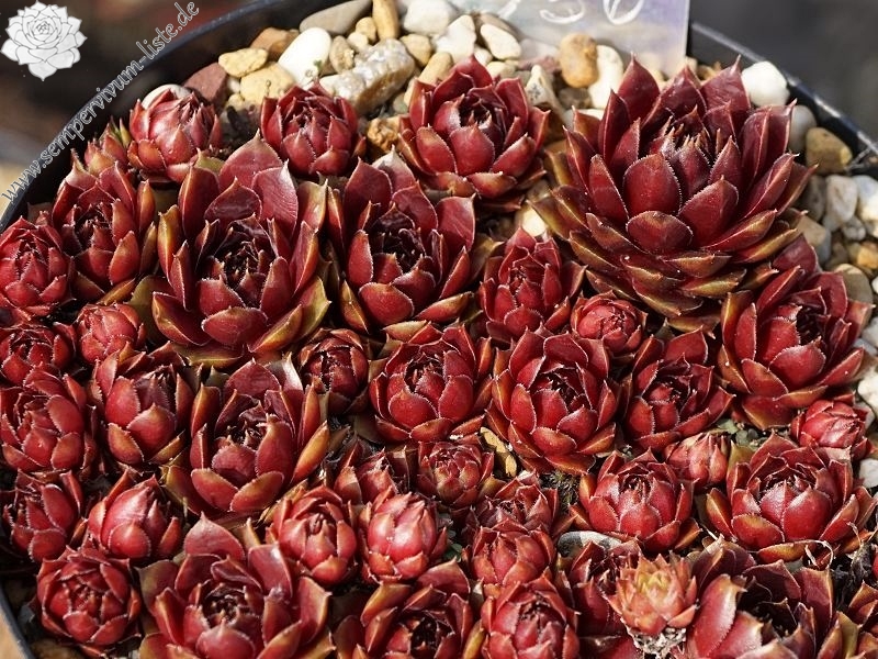 Vergilia