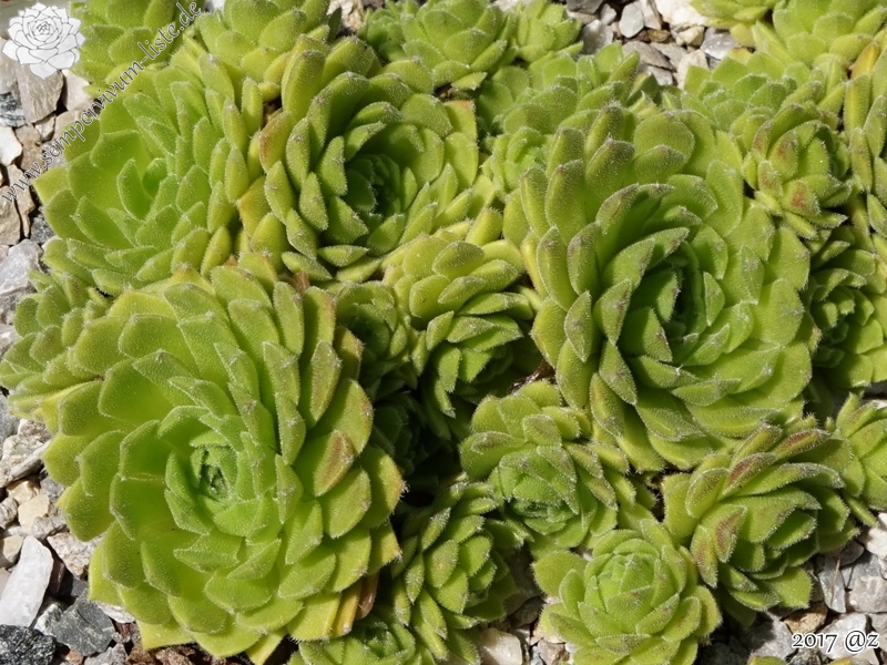 Pheroras