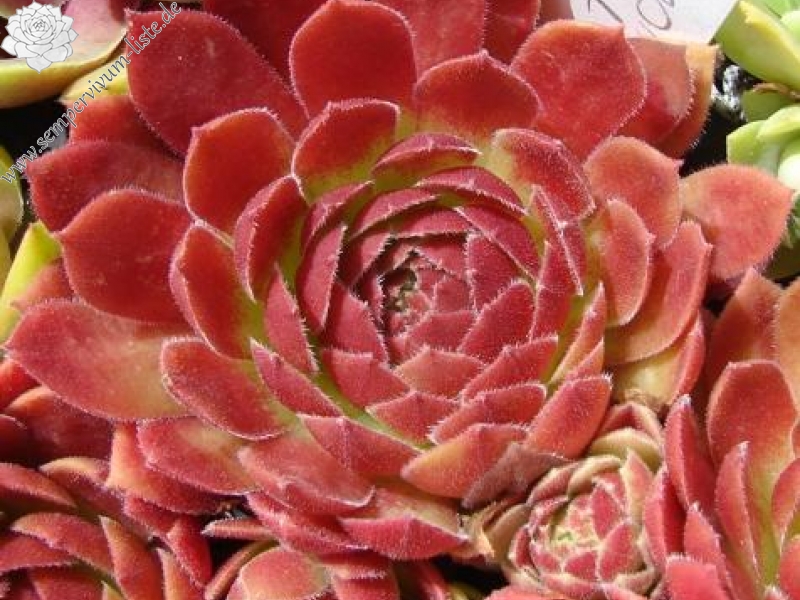 Rocknoll Rosette