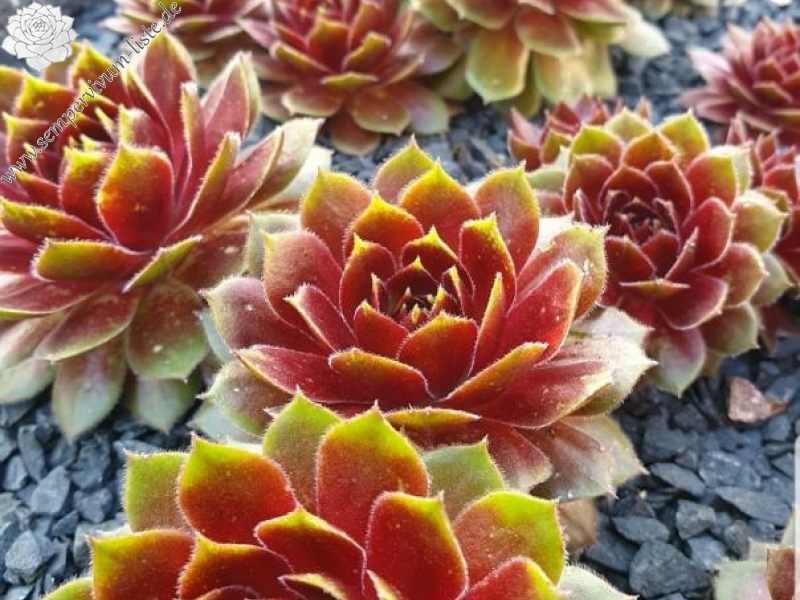 Rocknoll Rosette