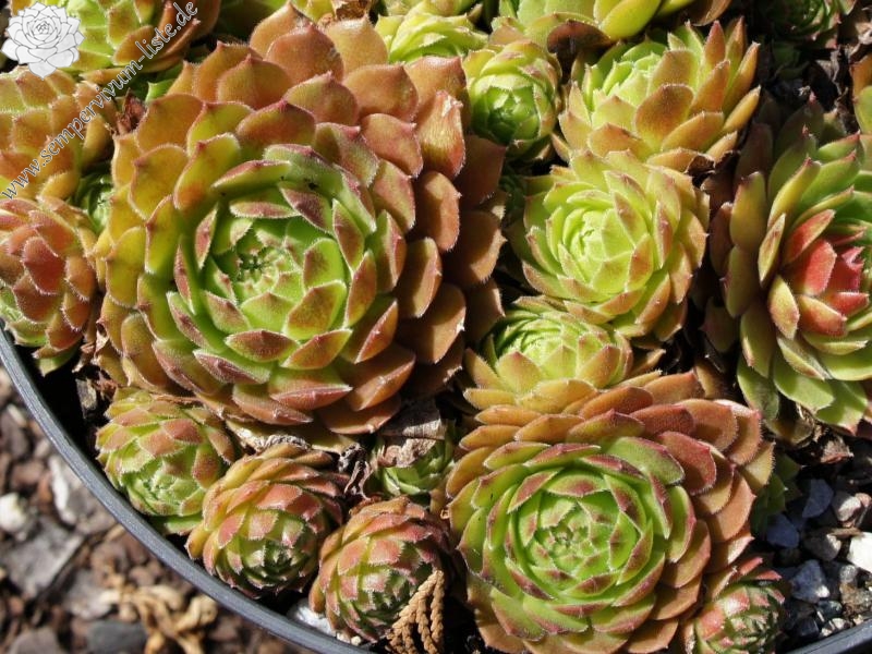 Rocknoll Rosette