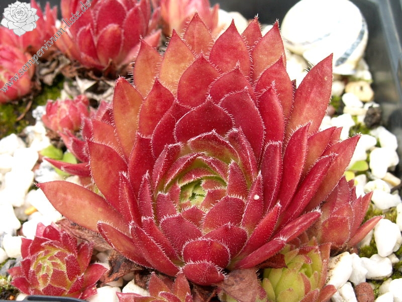 Rocknoll Rosette
