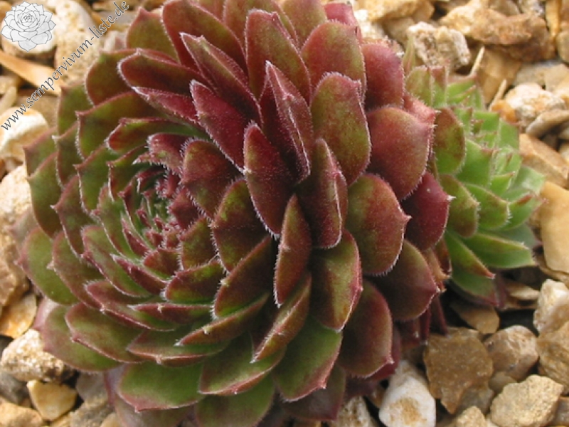 Rocknoll Rosette
