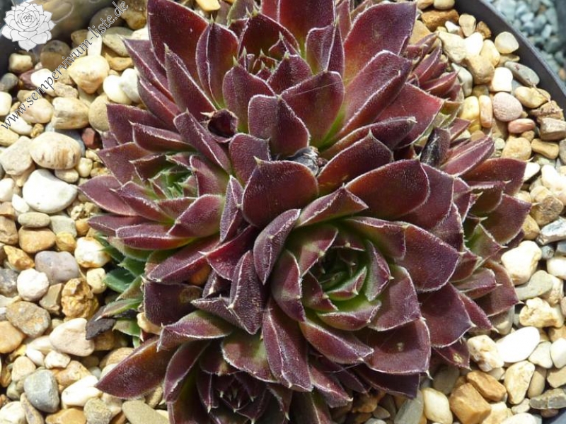 Xenia / Jovi