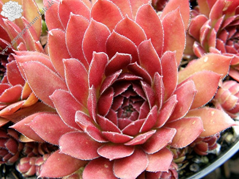 Rocknoll Rosette