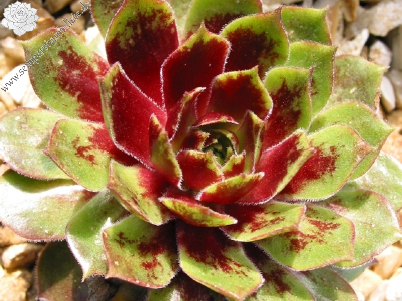 Rocknoll Rosette