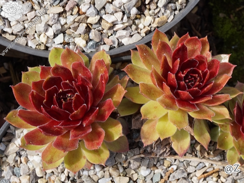Rocknoll Rosette