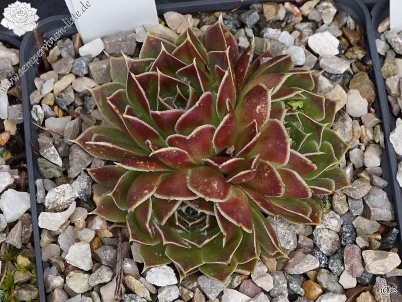 Quadrille / Jovi