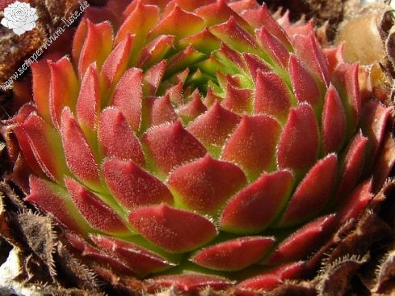 Zomerschoon of Beauty