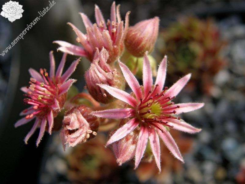 Zomerschoon of Beauty