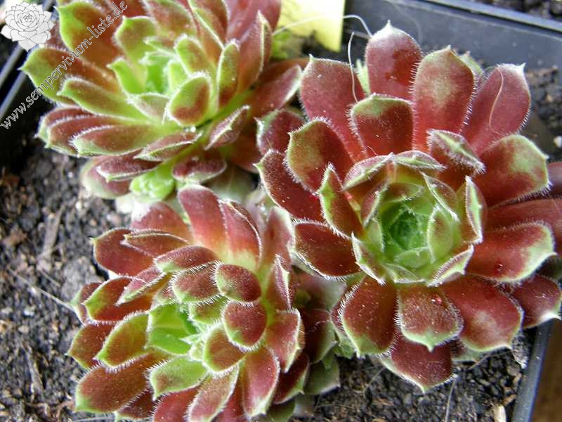 Zomerschoon of Beauty