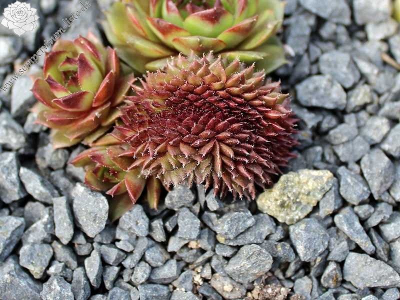 Venus Crested