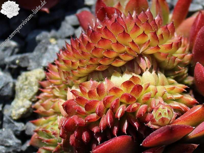 Venus Crested