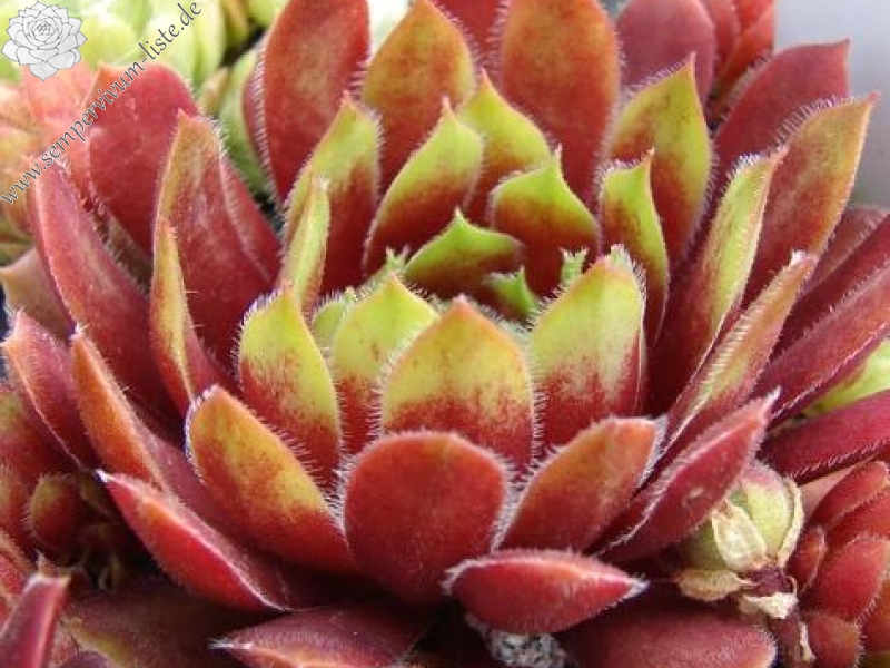 Zomerschoon of Beauty