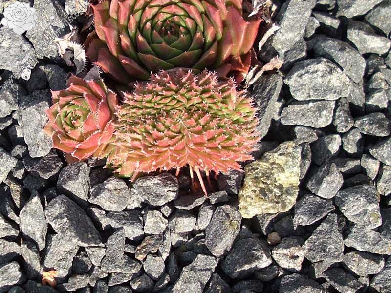 Venus Crested