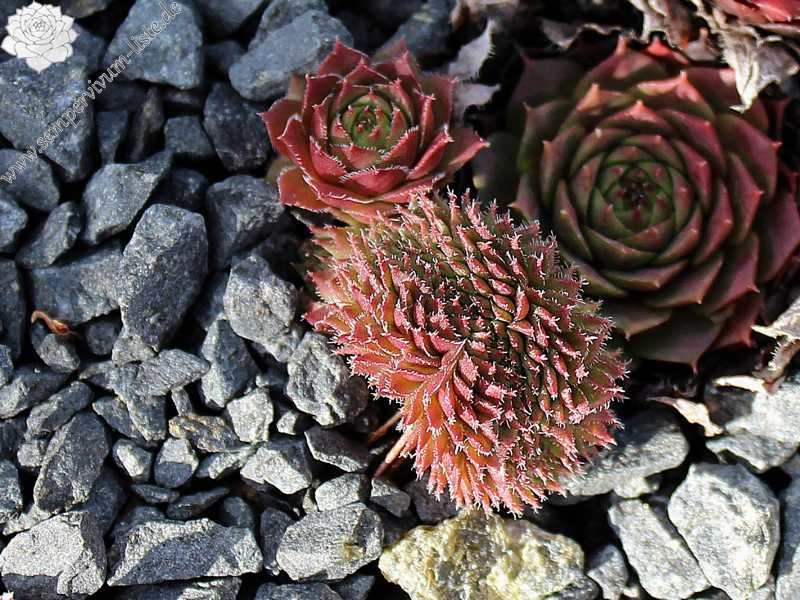 Venus Crested