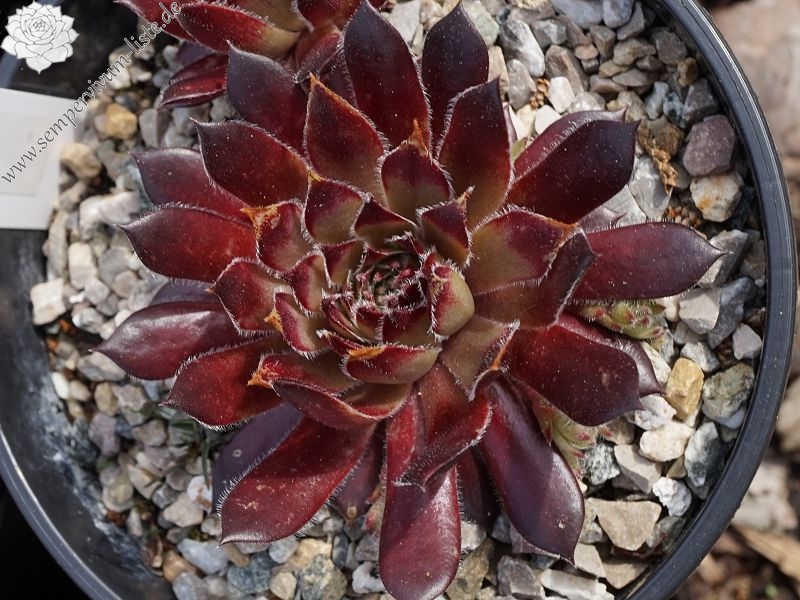 Petula