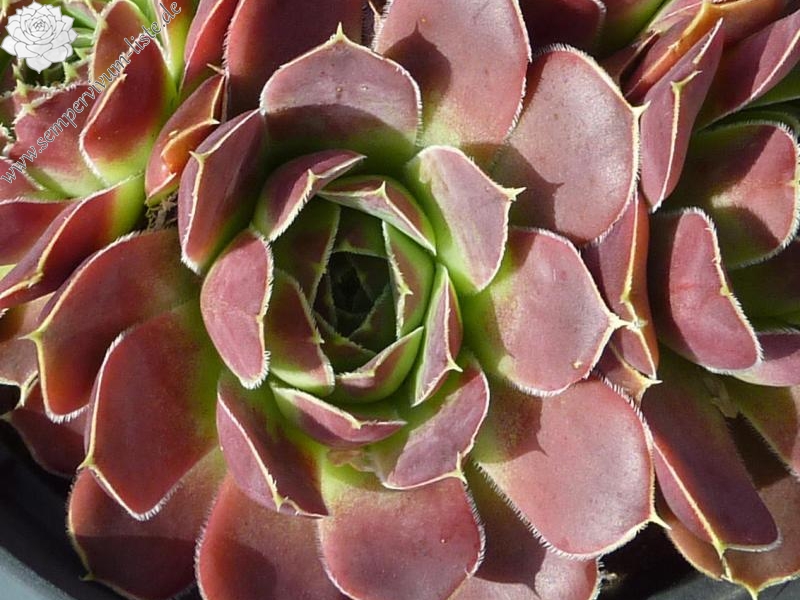 Rockery Gem / Jovi