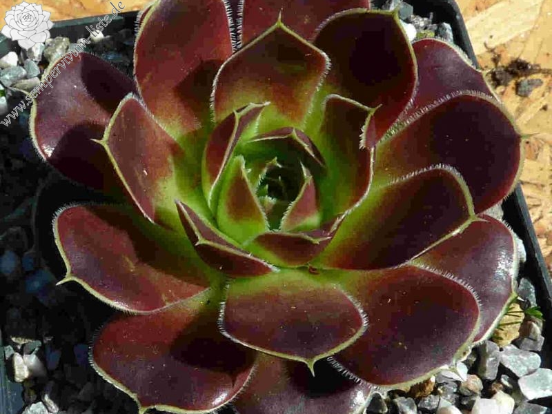 Rockery Gem / Jovi