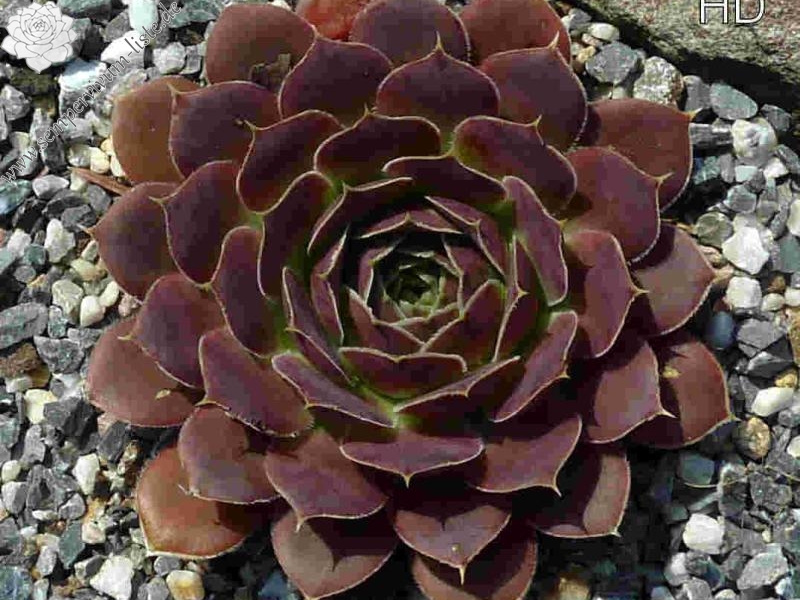 Rockery Gem / Jovi