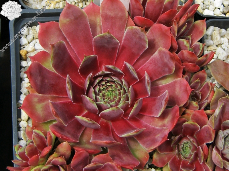Rihama
