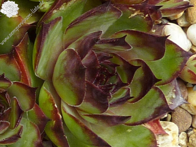 Vandelina