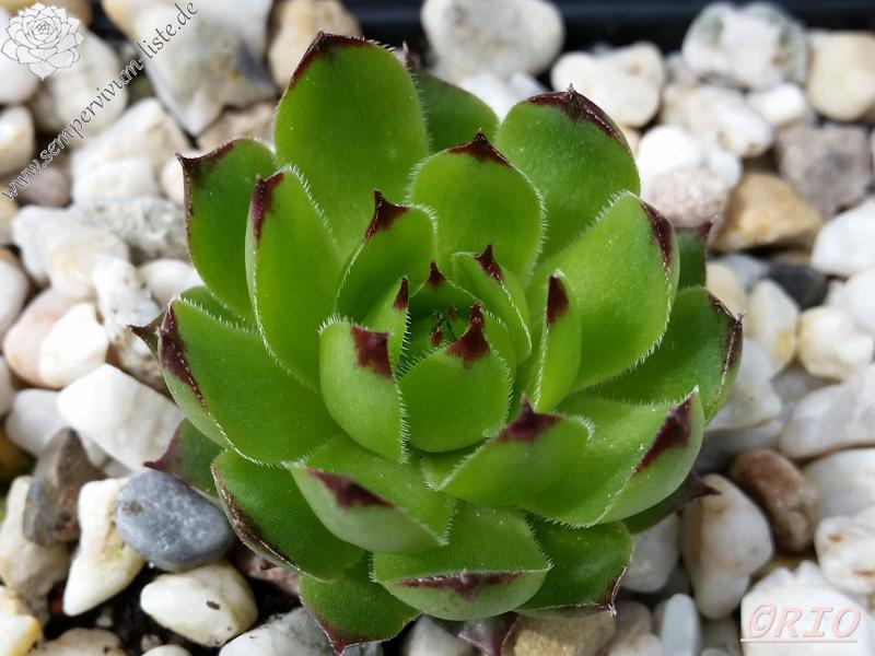 Vialiana
