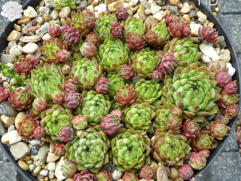 Purpurascens / Jovi