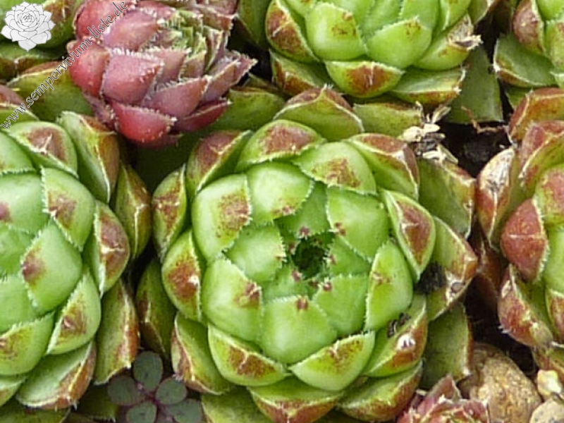 Purpurascens / Jovi