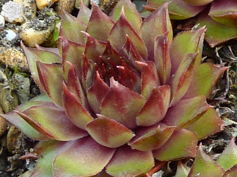 Violantilla