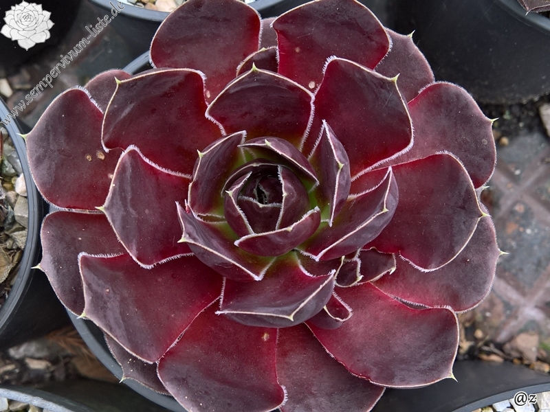 Oma's Zomerkind / Jovi