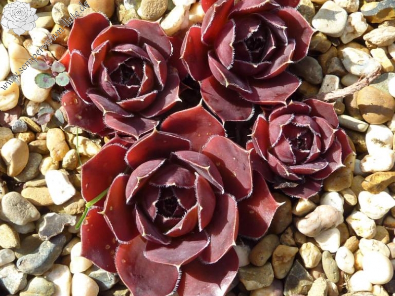 Oma's Zomerkind / Jovi