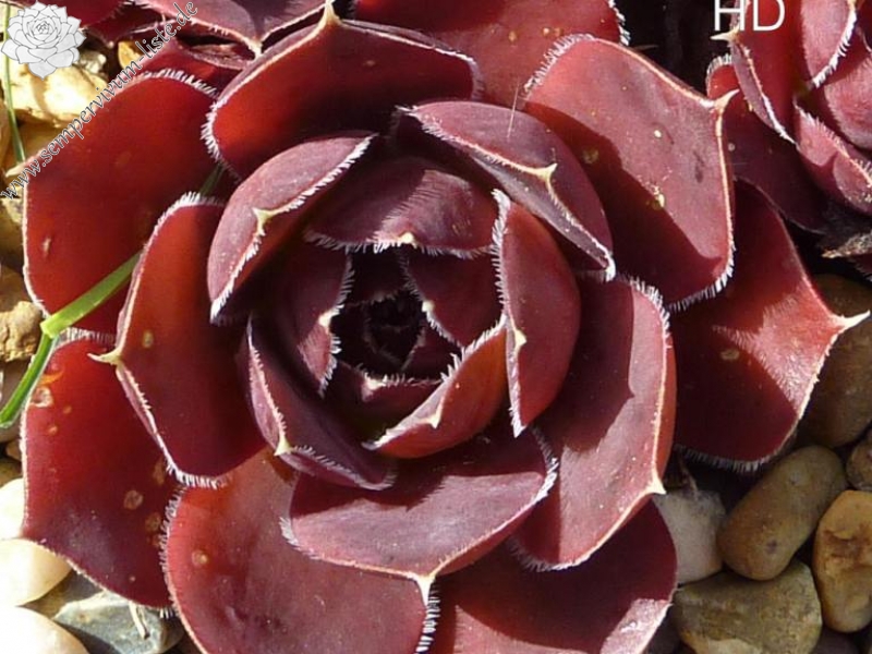 Oma's Zomerkind / Jovi