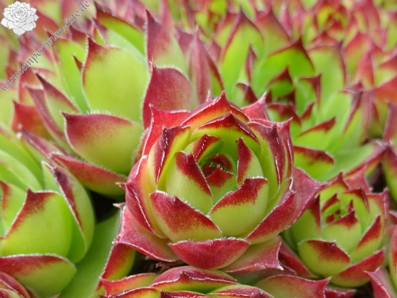 Pfälzer Hermännche