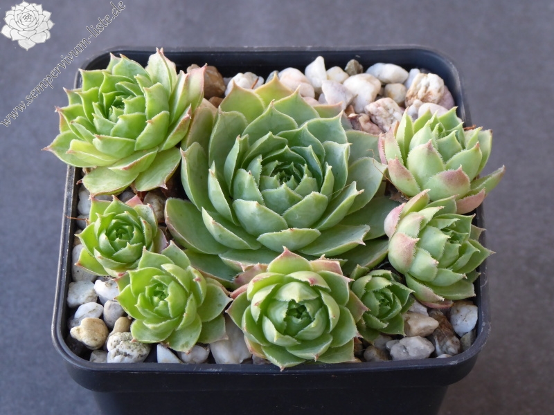 Pfälzer Hermännche