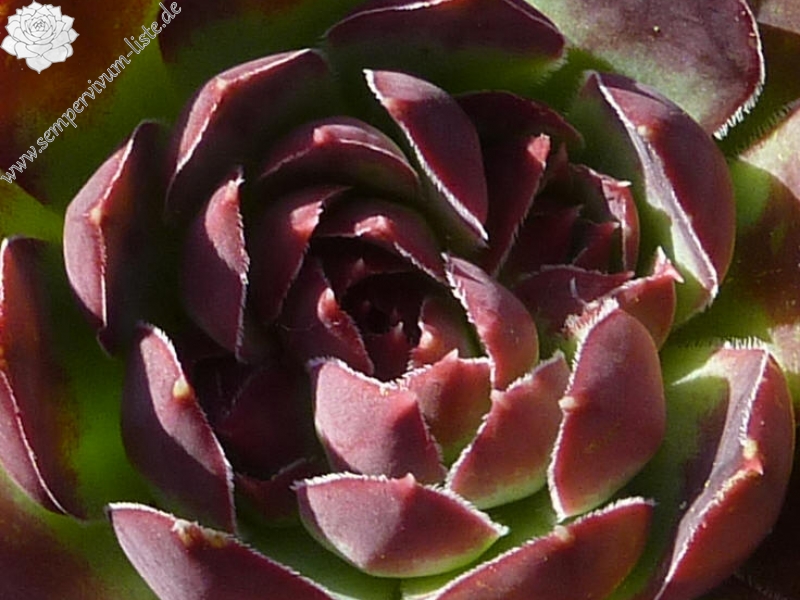 Pfälzer Jubiläum / Jovi