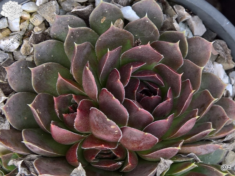 Pfälzer Jubiläum / Jovi