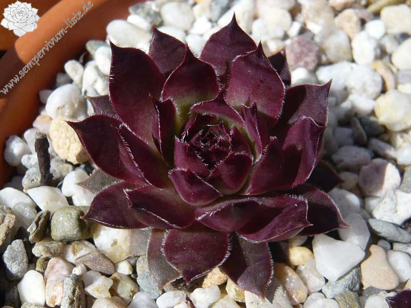Pfälzer Lilac