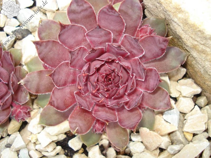 Pfälzer Lilac