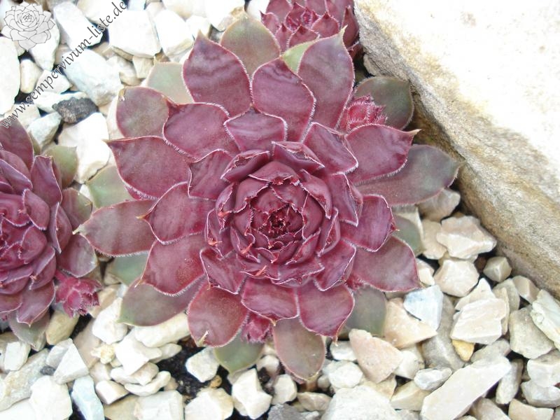 Pfälzer Lilac