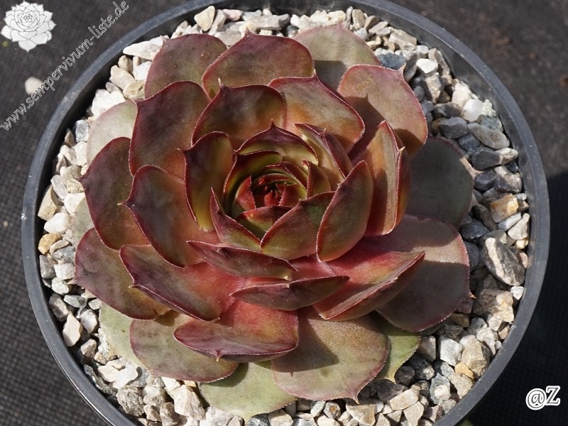 Pink Beauty