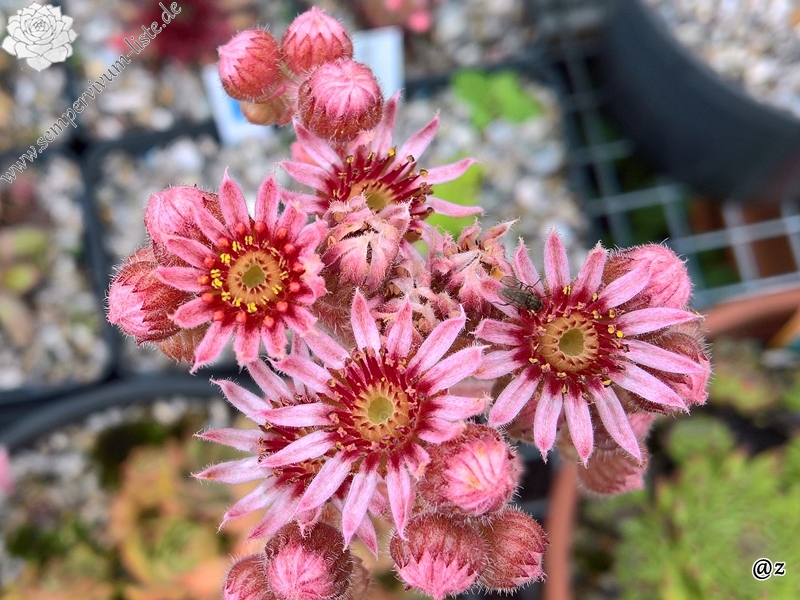 Pink Beauty