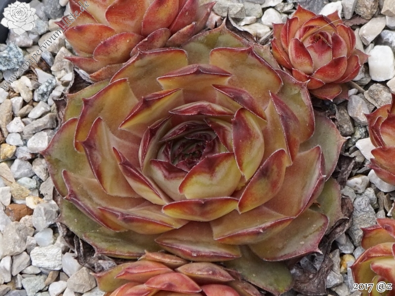 Pink Beauty