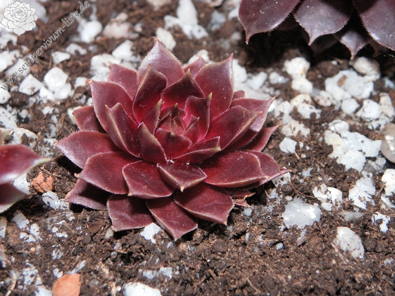Pink Dazzler