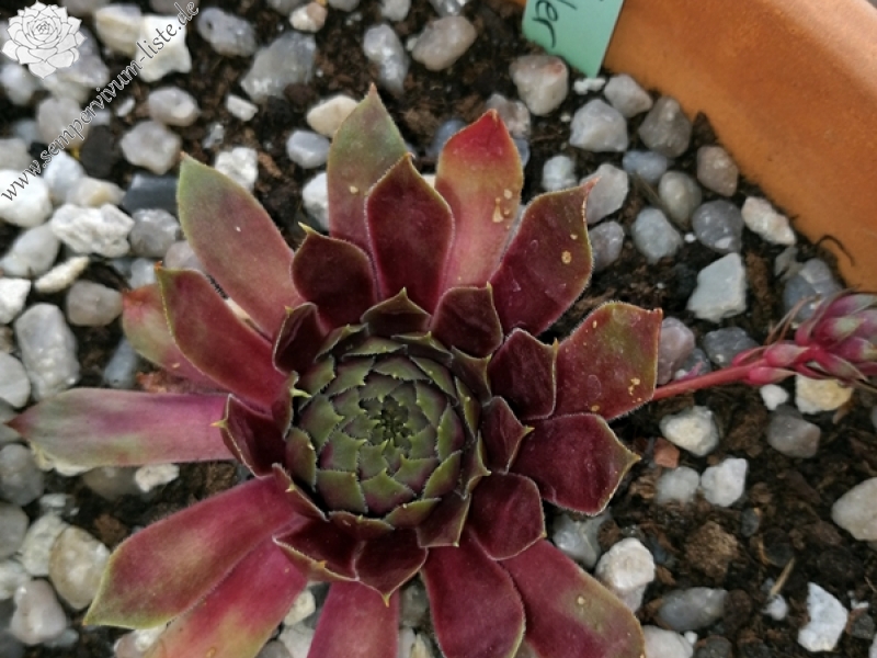 Pink Dazzler