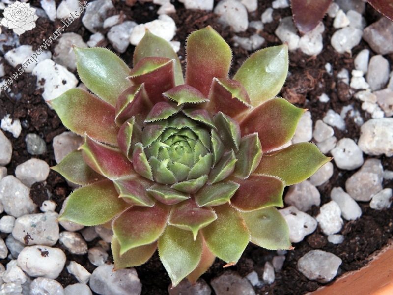 Pink Dazzler