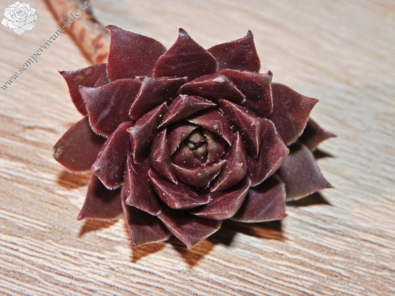 Pink Dazzler