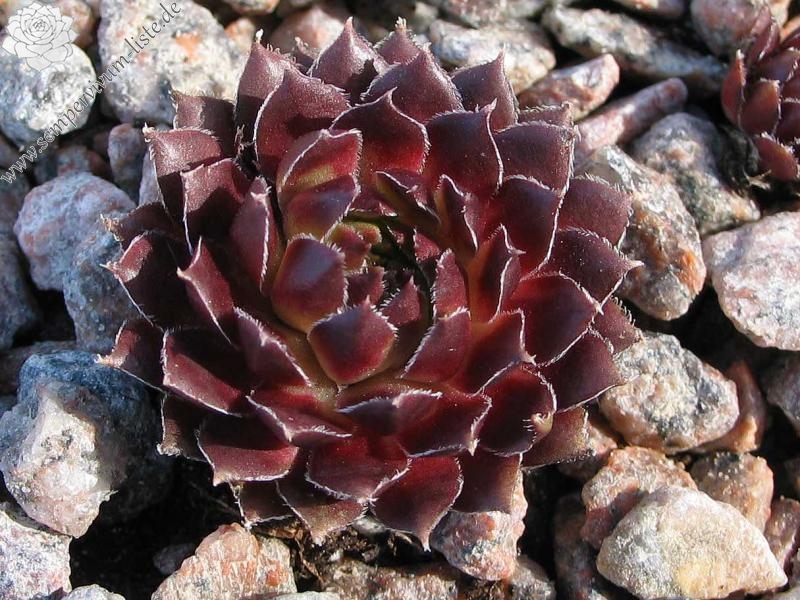 Pink Grapefruit